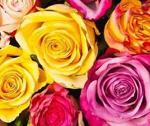 Rose – Mazzi, Bouquet e Composizioni Eleganti