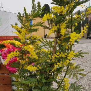 pianta di mimosa