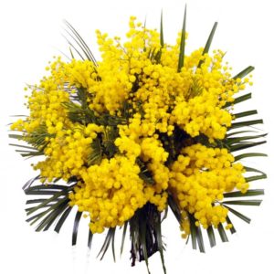 ✨ 8 marzo – Festa della Donna – Mimosa, Fiori e Composizioni Floreali ✨